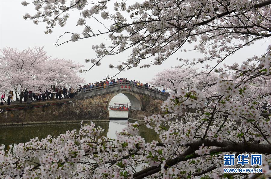七旬夫妻養豬開墾撂荒地種30畝丹參，守著大山也要把日子過紅火