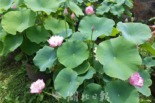 江蘇：聚焦純電動或使用氫燃料電池、氫內燃機等智能船舶重點領域