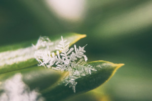 粉黛亂子草花海扮靚泉城秋
